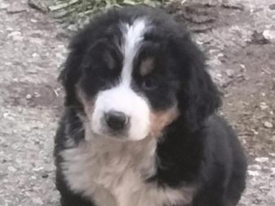 IKC Registered(pending) Pedigree Bernese Mountain Dog puppies for sale in Tipperary