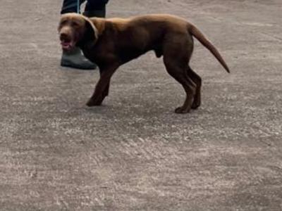Male Chocolate Labrador puppy 9 months old in Monaghan