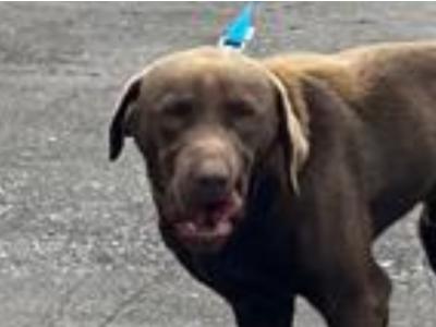 Male Chocolate Labrador puppy 9 months old in Monaghan