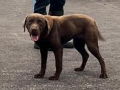 Male Chocolate Labrador puppy 9 months old in Monaghan