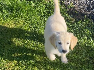 IKC Registered Golden / Cream Retriever puppies in Tipperary
