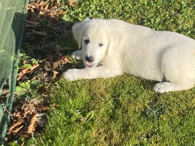IKC Registered Golden / Cream Retriever puppies in Tipperary