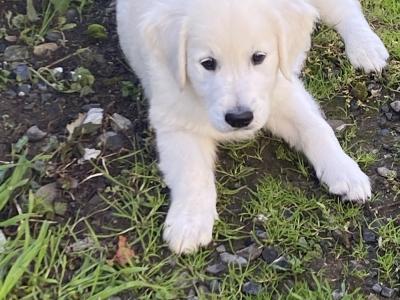 IKC Registered Golden / Cream Retriever puppies in Tipperary