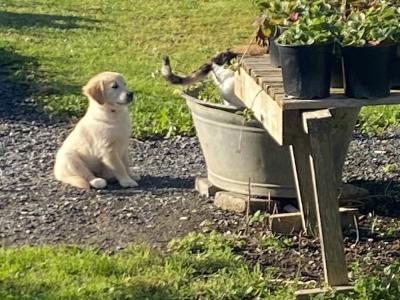 IKC Registered Golden / Cream Retriever puppies in Tipperary