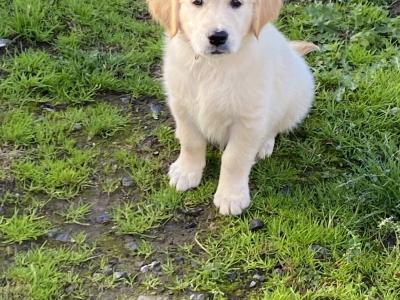 IKC Registered Golden / Cream Retriever puppies in Tipperary