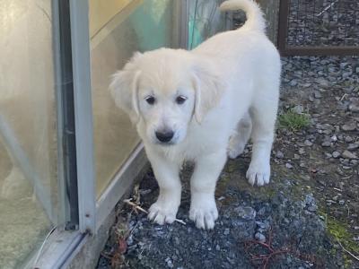 IKC Registered Golden / Cream Retriever puppies in Tipperary