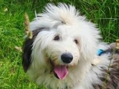 Beautiful IKC registered female Old English Sheepdog puppy 11 months old in Longford