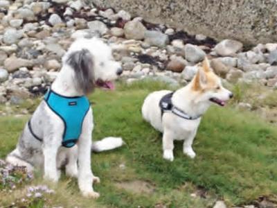 Beautiful IKC registered female Old English Sheepdog puppy 11 months old in Longford