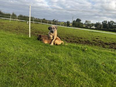 2 beautiful Great Dane puppies -IKC registered