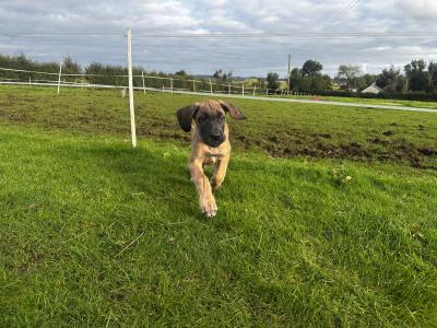 2 beautiful Great Dane puppies -IKC registered