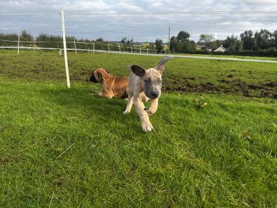 2 beautiful Great Dane puppies -IKC registered
