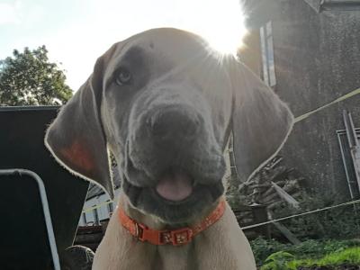 2 beautiful Great Dane puppies -IKC registered