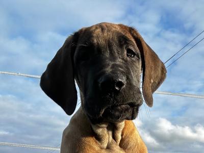 2 beautiful Great Dane puppies -IKC registered