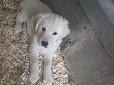 IKC Registered Purebred Golden Retriever puppies for sale in Longford