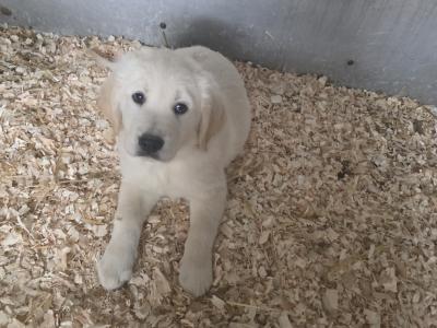IKC Registered Purebred Golden Retriever puppies for sale in Longford