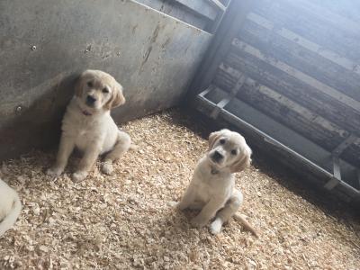 IKC Registered Purebred Golden Retriever puppies for sale in Longford