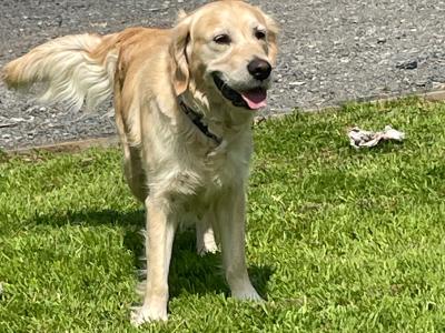Beautiful Golden Retriever puppies in Leitrim looking for Their Forever homes