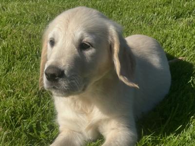 Beautiful Golden Retriever puppies in Leitrim looking for Their Forever homes
