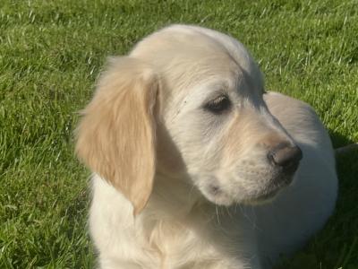 Beautiful Golden Retriever puppies in Leitrim looking for Their Forever homes