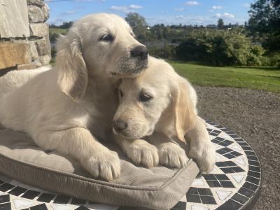 Beautiful Golden Retriever puppies in Leitrim looking for Their Forever homes