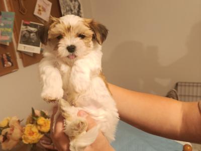 Unique Maltese x Biewer Terrier puppies in Limerick