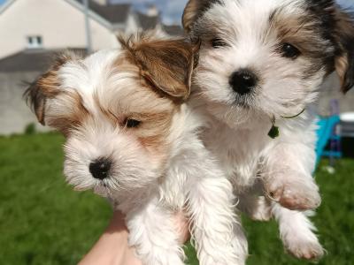 Unique Maltese x Biewer Terrier puppies in Limerick