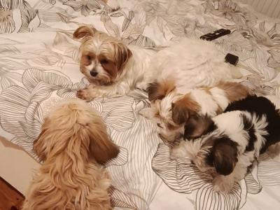 Unique Maltese x Biewer Terrier puppies in Limerick
