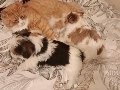 Unique Maltese x Biewer Terrier puppies in Limerick
