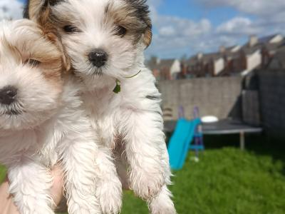 Unique Maltese x Biewer Terrier puppies in Limerick