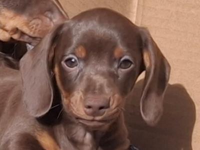 Dachshund puppies in Laois