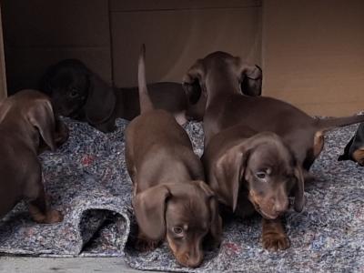 Dachshund puppies in Laois