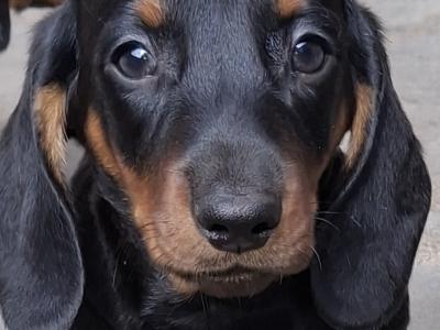Dachshund puppies in Laois