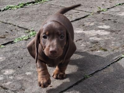 Dachshund puppies in Laois