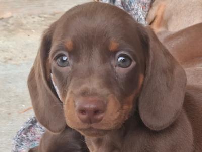 Dachshund puppies in Laois