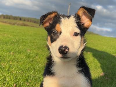 2 gorgeous Border Collie puppies in Wexford