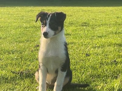 2 gorgeous Border Collie puppies in Wexford