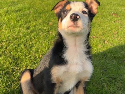 2 gorgeous Border Collie puppies in Wexford