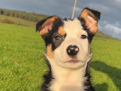 2 gorgeous Border Collie puppies in Wexford