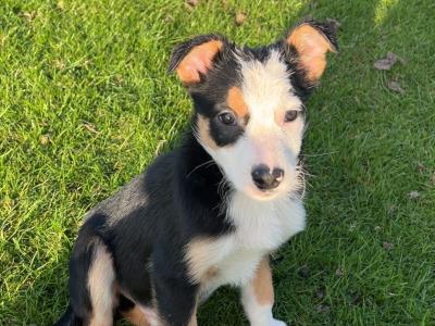 2 gorgeous Border Collie puppies in Wexford