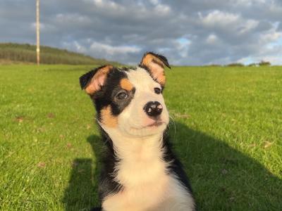 2 gorgeous Border Collie puppies in Wexford