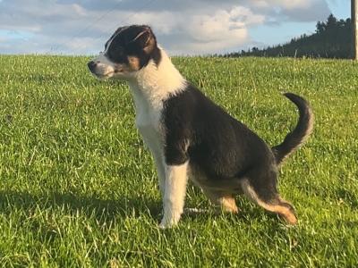 2 gorgeous Border Collie puppies in Wexford