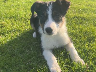 2 gorgeous Border Collie puppies in Wexford