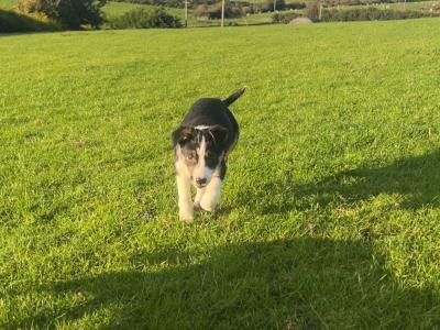 2 gorgeous Border Collie puppies in Wexford