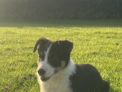 2 gorgeous Border Collie puppies in Wexford