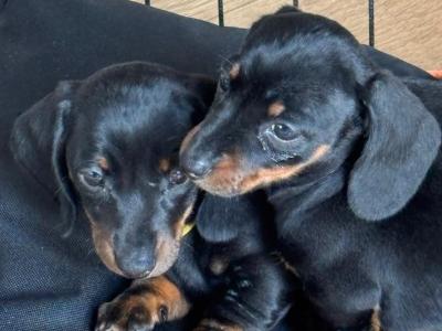 IKC Registered Miniature Smooth Dachshund puppies in Kildare