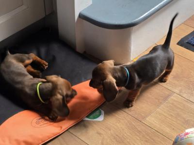 IKC Registered Miniature Smooth Dachshund puppies in Kildare