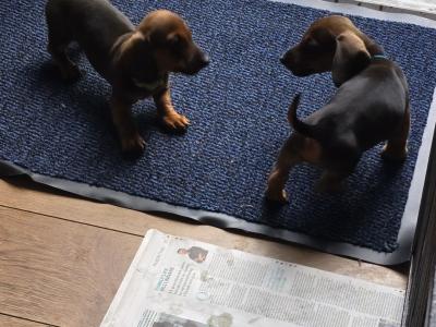 IKC Registered Miniature Smooth Dachshund puppies in Kildare