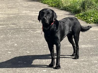 IKC Registered Labrador for stud in Clare