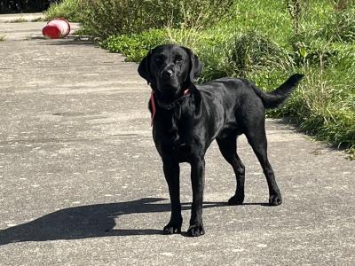 IKC Registered Labrador for stud in Clare