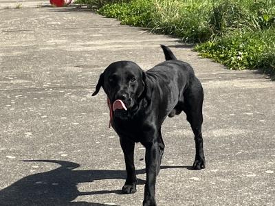 IKC Registered Labrador for stud in Clare